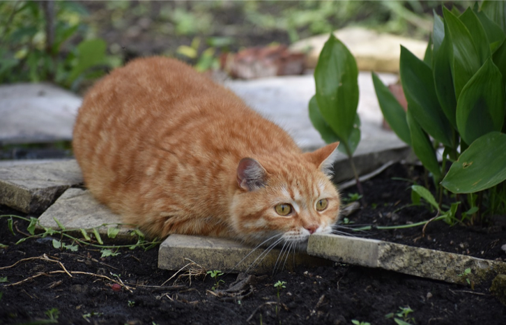 excited-cat